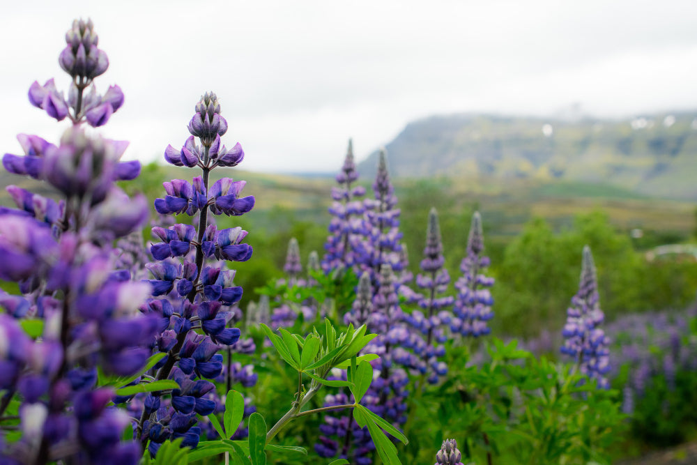 Alaskan Dream Botanicals