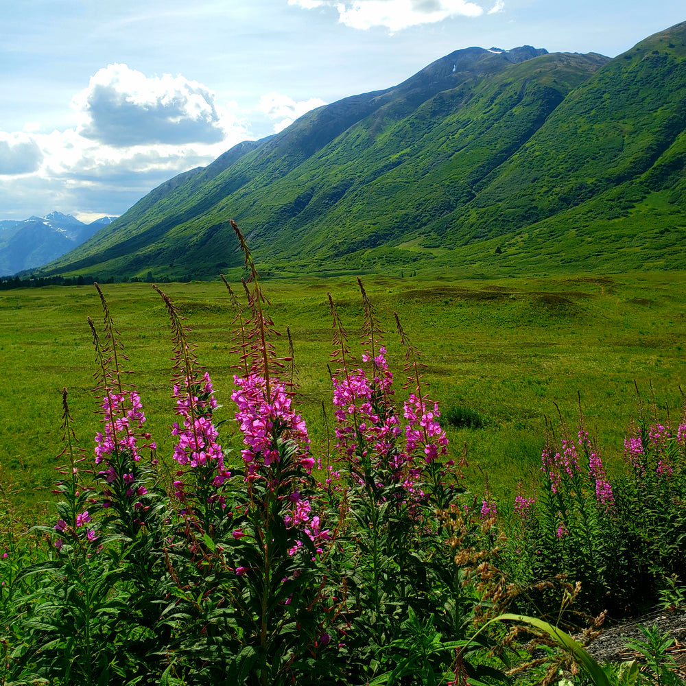 Fireweed