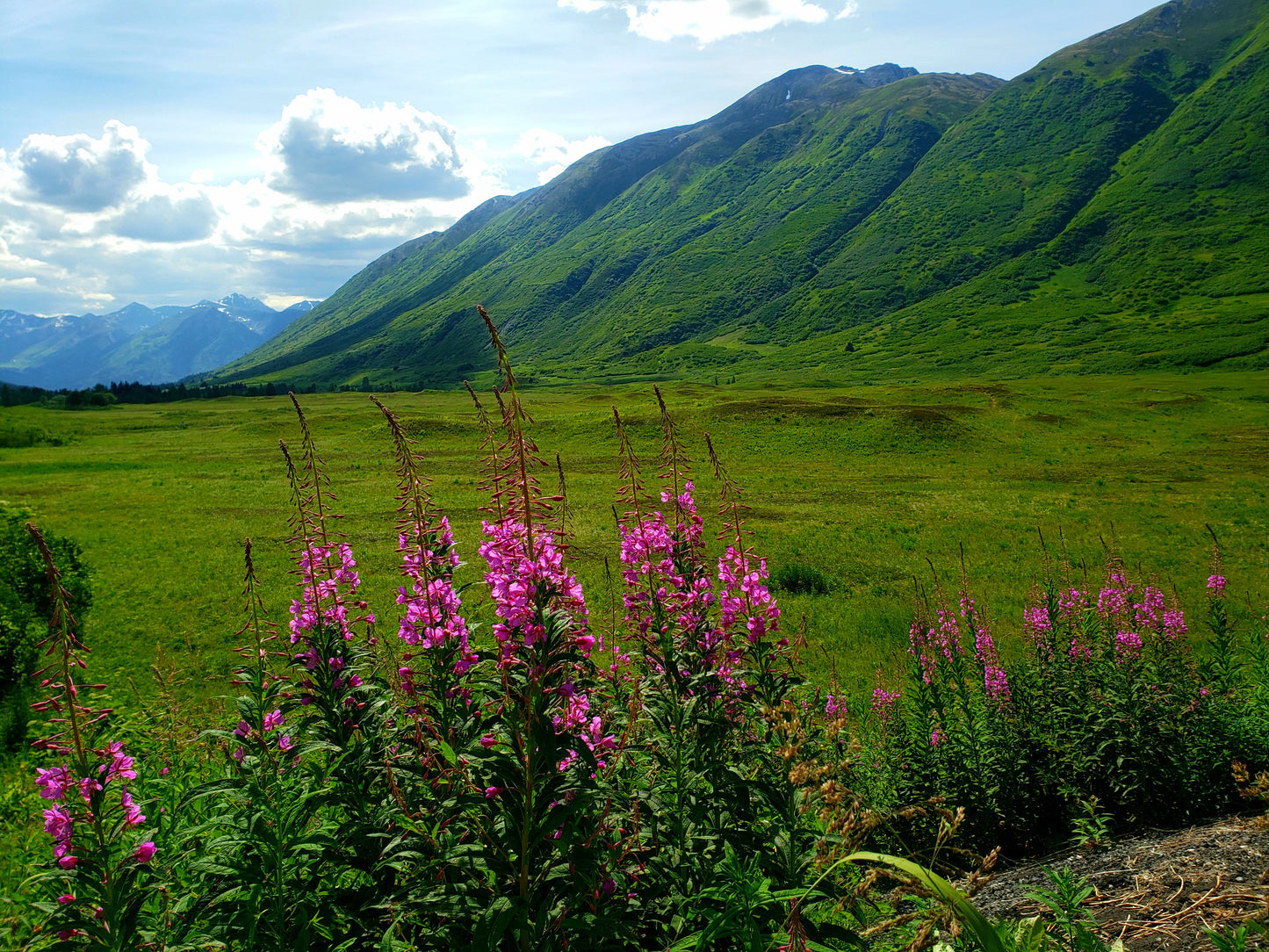 Fireweed