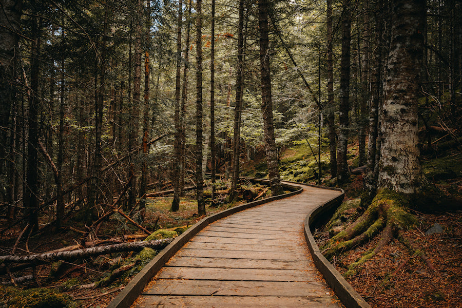 A Walk in the Woods