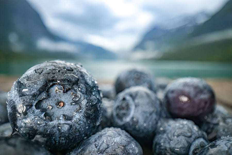 Hatcher Pass Blueberry